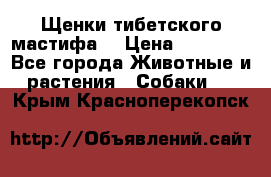 Щенки тибетского мастифа. › Цена ­ 30 000 - Все города Животные и растения » Собаки   . Крым,Красноперекопск